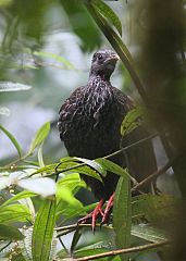 Andean Guan